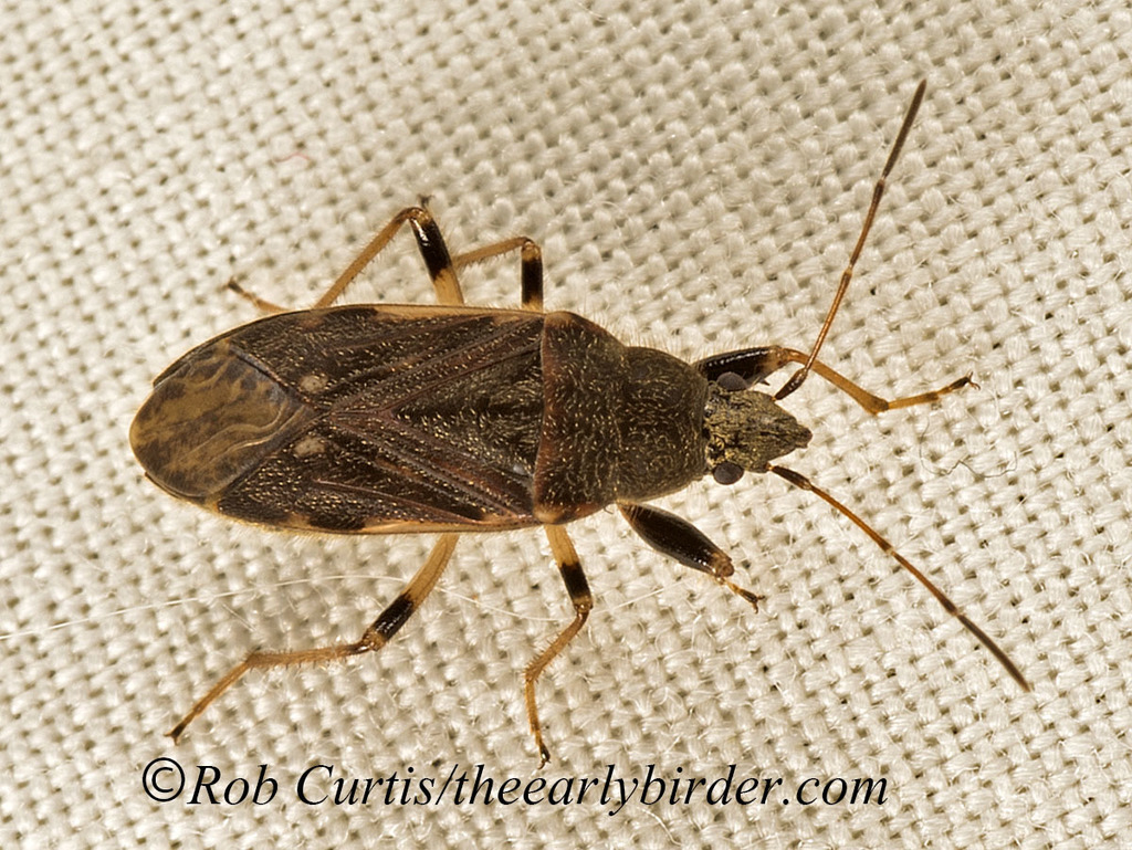 Perigenes constrictus (Seed Bugs and Bordered Plant Bugs of the United ...