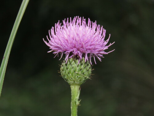 Cirsium lineare iNat (3)