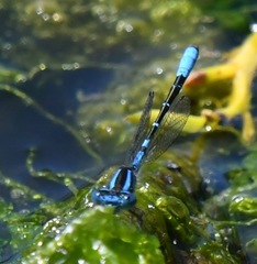 Austroagrion cyane