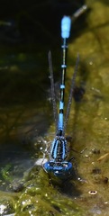 Austroagrion cyane