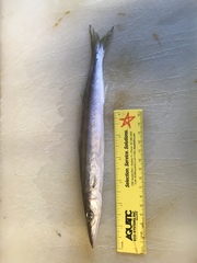 Sphyraena borealis