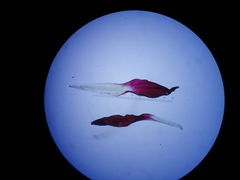 Pelargonium auritum auritum