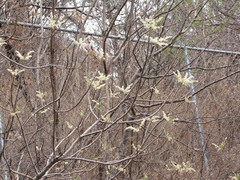 Pseudosmodingium andrieuxii