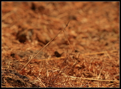 Schizocephala bicornis