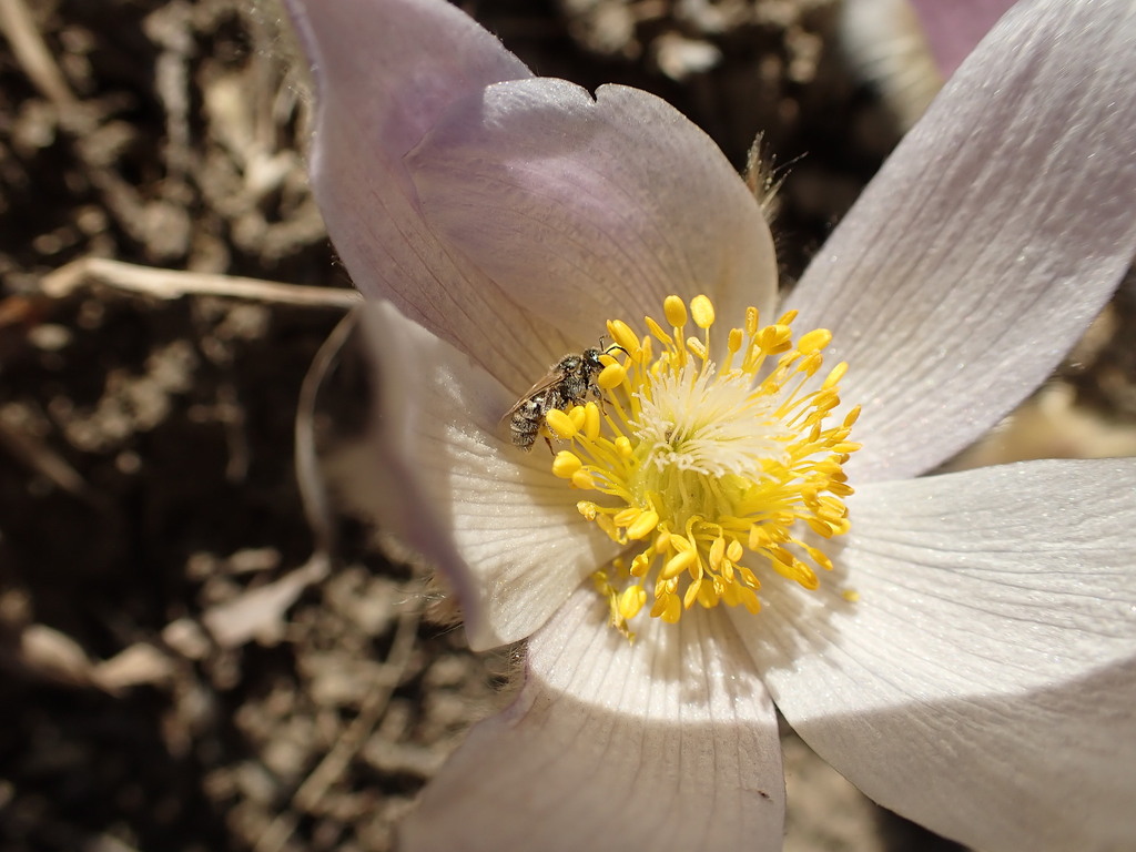 Metallic Sweat Bees From Northeast Calgary Calgary AB Canada On   Large 