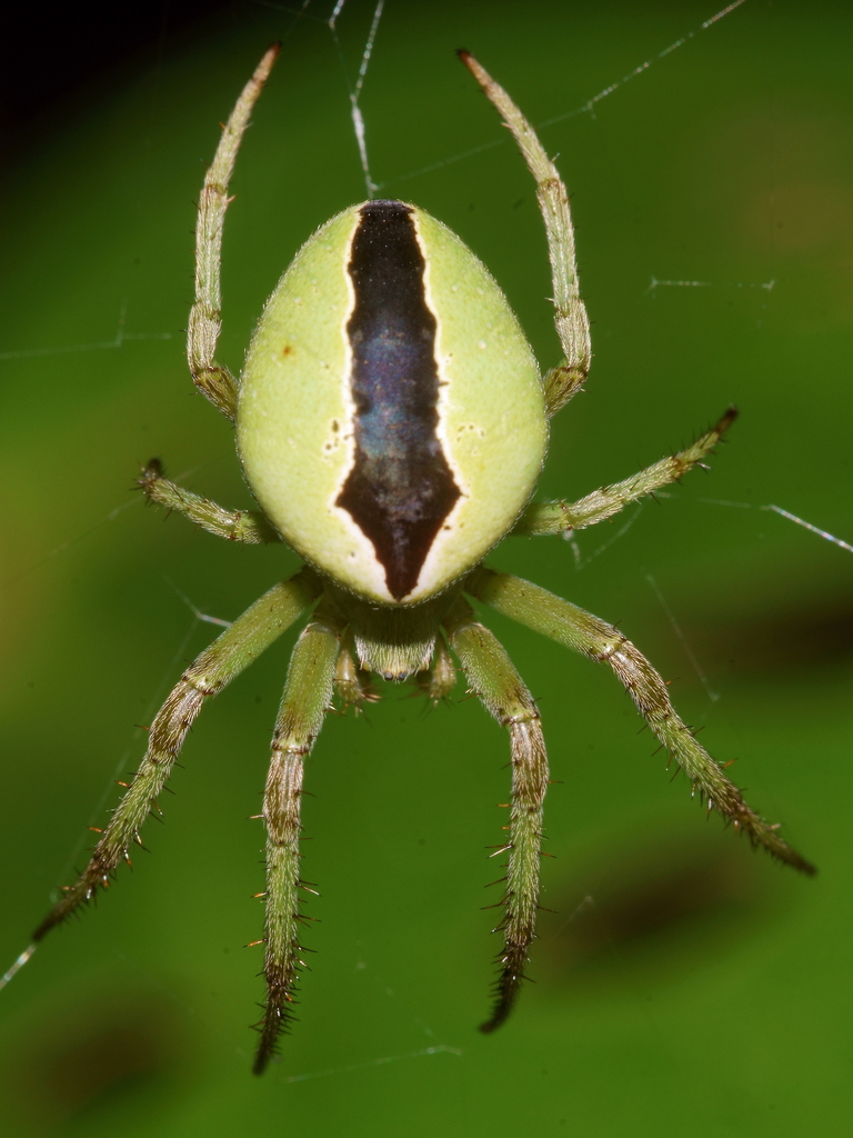 Colaranea melanoviridis