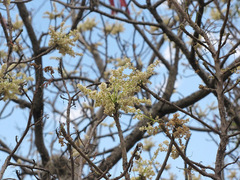 Pseudosmodingium andrieuxii