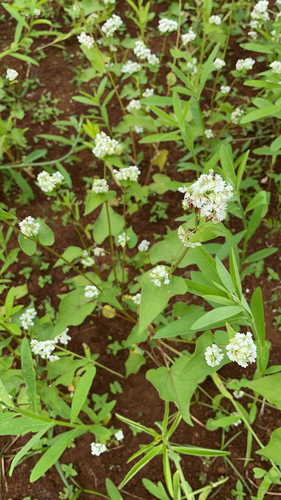 Fagopyrum esculentum observed 2023-05-03
