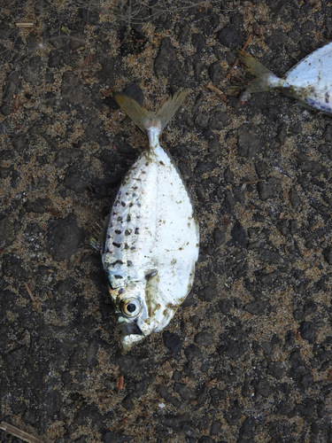 Deveximentum insidiator