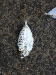 Leiognathidae