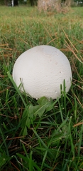 Agaricus crocodilinus