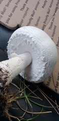 Agaricus crocodilinus