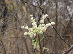 Pseudosmodingium andrieuxii