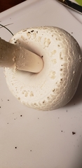 Agaricus crocodilinus