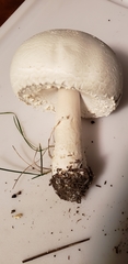 Agaricus crocodilinus