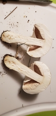 Agaricus crocodilinus