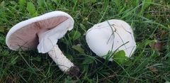 Agaricus crocodilinus
