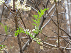 Pseudosmodingium andrieuxii