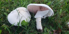 Agaricus crocodilinus