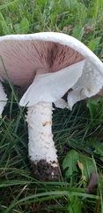 Agaricus crocodilinus