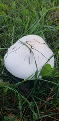 Agaricus crocodilinus