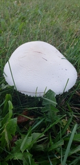 Agaricus crocodilinus