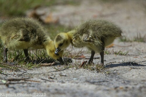 Canada Goose photographed in Massachusetts