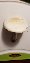 Agaricus crocodilinus