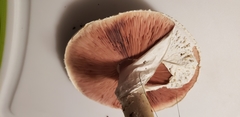 Agaricus crocodilinus