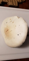 Agaricus crocodilinus