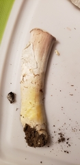Agaricus crocodilinus