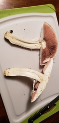 Agaricus crocodilinus