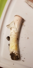Agaricus crocodilinus