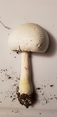 Agaricus crocodilinus