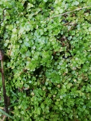 Micranthemum umbrosum