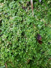 Micranthemum umbrosum