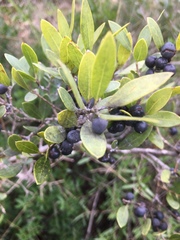 Phillyrea latifolia media