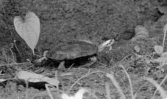 Melanochelys trijuga