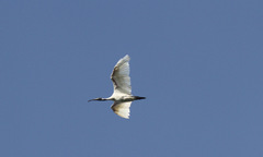 Threskiornis melanocephalus