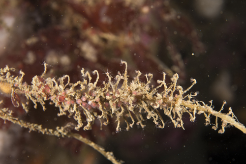 Rhizorhagium roseum