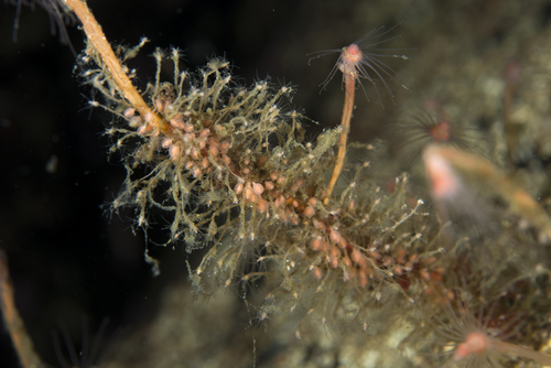 Rhizorhagium roseum