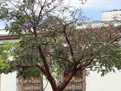 Bursera simaruba