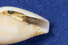 Cerithiidae