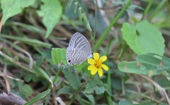 Jamides celeno ruvana