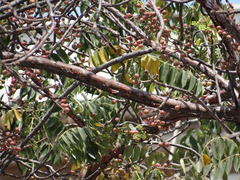 Bursera simaruba