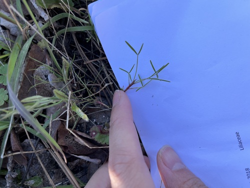 Willdenow's Clover seedling