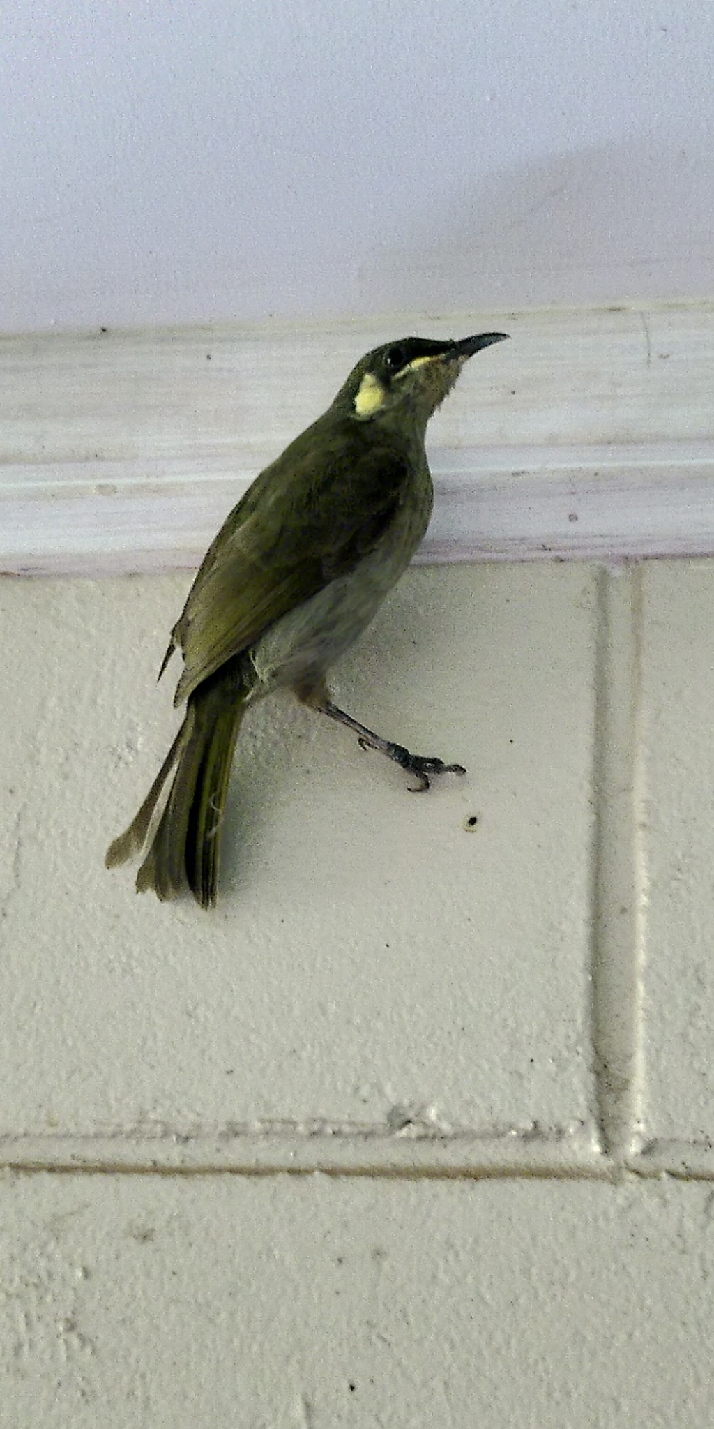 Yellow-spotted Honeyeater illustration