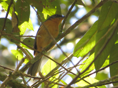 Creurgops verticalis