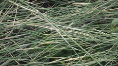 Ehrharta villosa