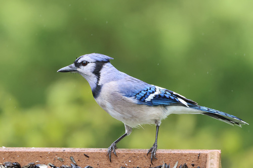 Blue Jay photographed in Maryland